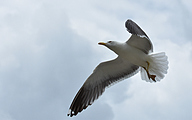 Lesser black-backed gull (Larus fuscus)